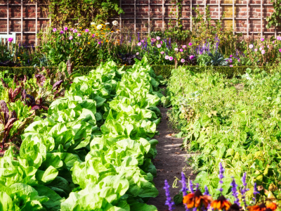 Vegetable garden zimbabwe